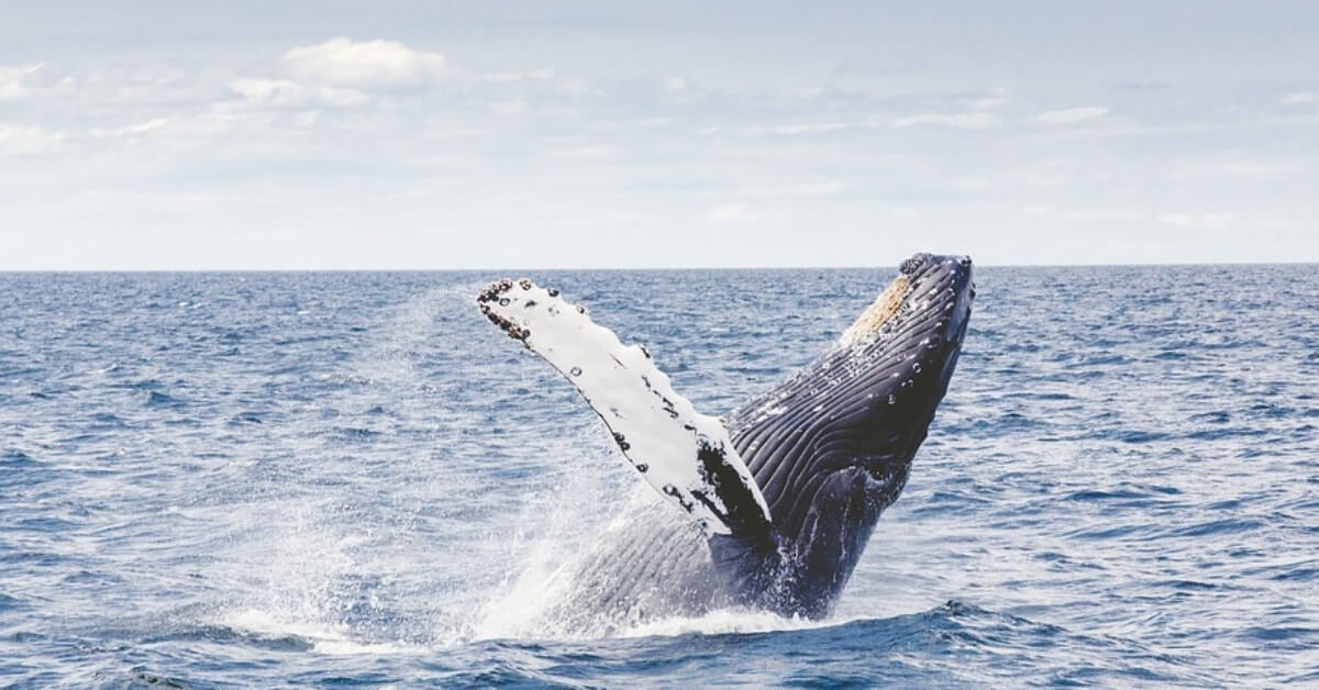 XRP-Wale bewegen 200 Millionen Token nach Akkumulation