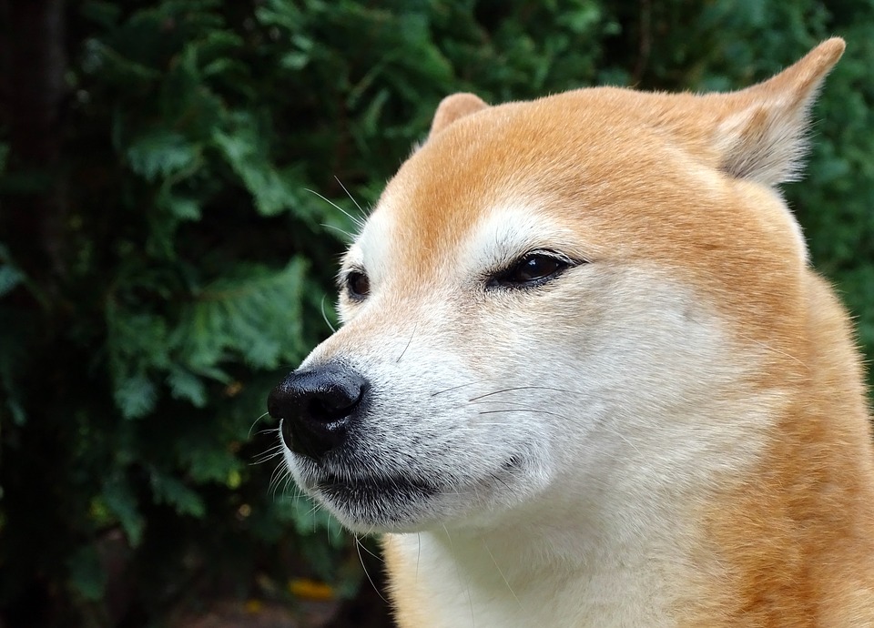 twitter-profilbild-von-elon-musk-sorgt-fuer-gewaltigen-dogecoin-volumenanstieg